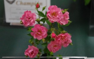 NEW PENNY (miniature)